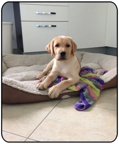 dolce2