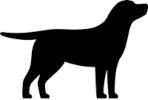 cane